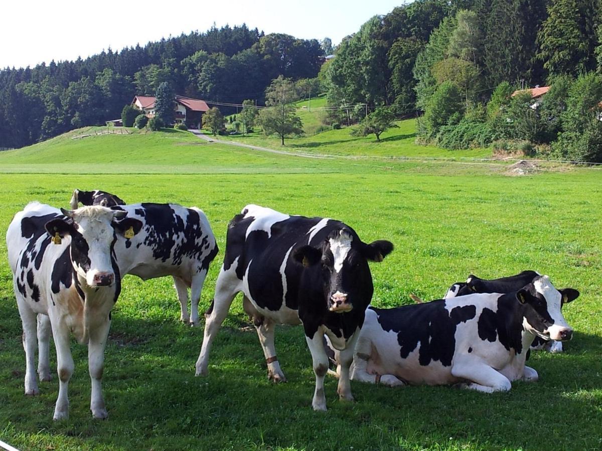 Zwischen Chiemsee Und Bergen Ug Bernau am Chiemsee Luaran gambar